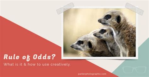 Rule of Odds In Photography For Exceptional Images.